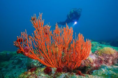 Haliotis - Dive Center Mindelo