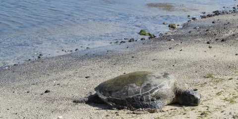 Sweet Spot Harbor Beach