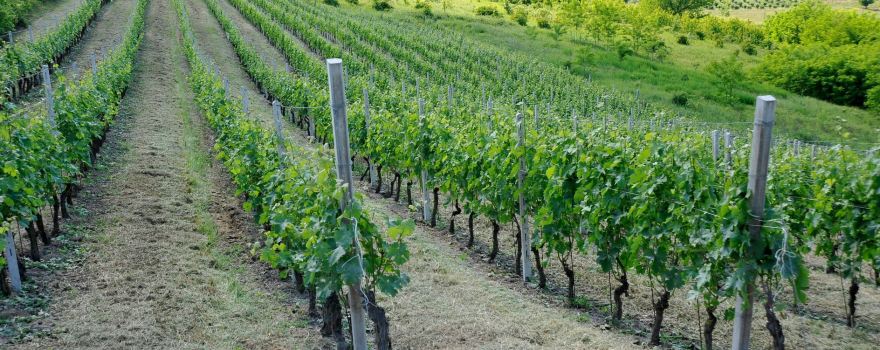 Tenuta La Meridiana