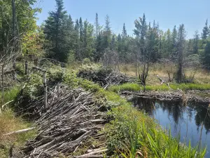 Round Island Point Nature Preserve
