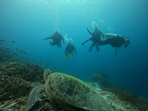 Tarzan-Diving