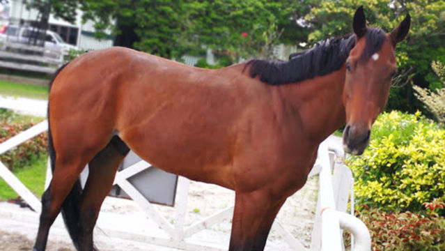 Pusat Latihan Equestrian Kelab Lumba Kuda Perak