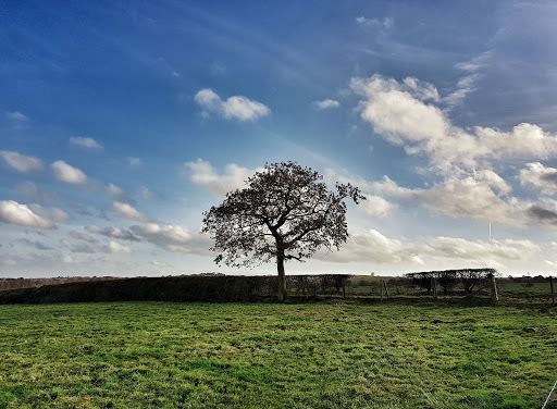 Lionthorn Woods