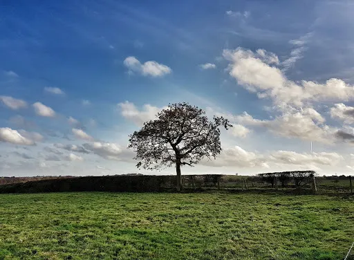 Lionthorn Woods