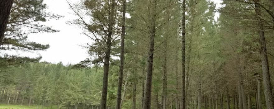Millmore MTB park
