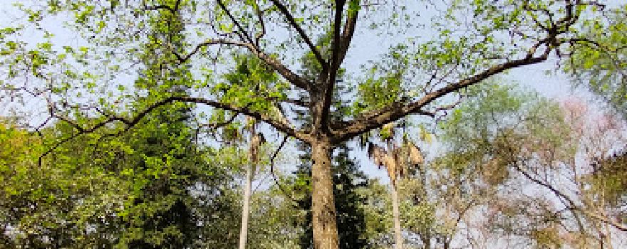 Suitola Mollickpur Banyan Tree