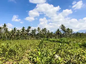 Kebun Jambu Taman Ria