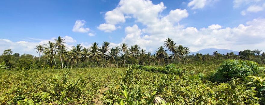 Kebun Jambu Taman Ria