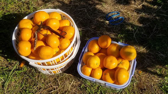 Sekiguchikankono Orchards