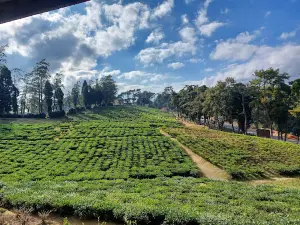 Upper Shillong Forest