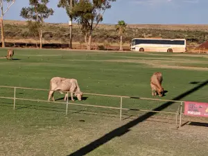 Pannawonica Town Sports Oval