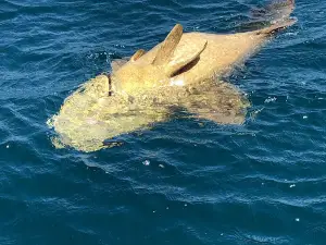 Apalachicola and St. George Island Fishing and Cruises