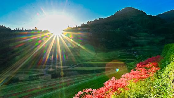 Tsuzura Rice Terrace
