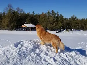 Room To Roam Dog Park