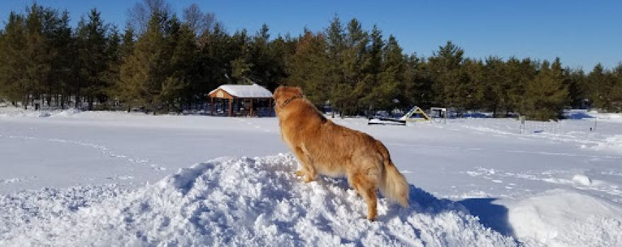 Room To Roam Dog Park