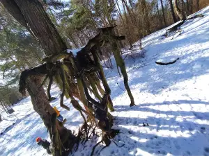 Pine on Stilts