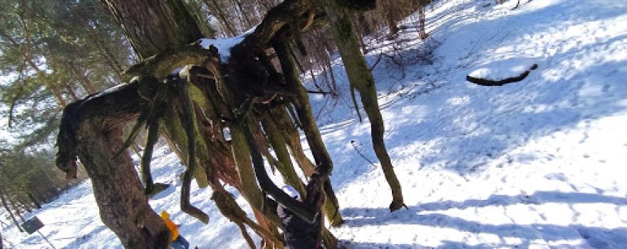 Pine on Stilts