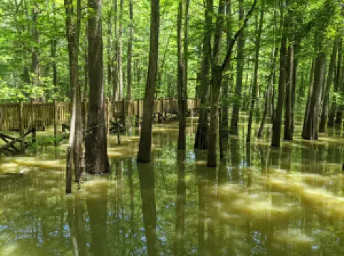 Sky Lake WMA Boardwalk