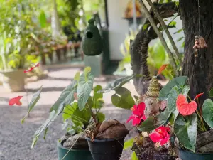 Wasala Ayurvedic Treatment Center - Sigiriya