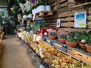 Billig Blomst
