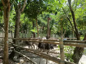 Kalibo Ostrich Farm
