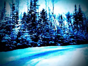 Nemadji State Forest