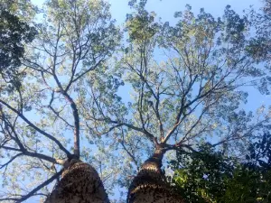 Praça de São Carlos
