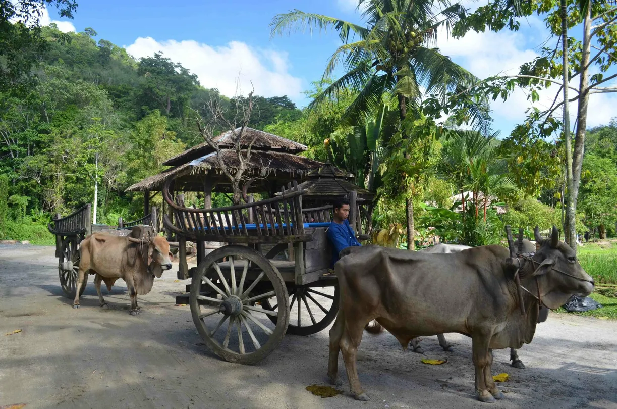 2_普吉沙法裏象園