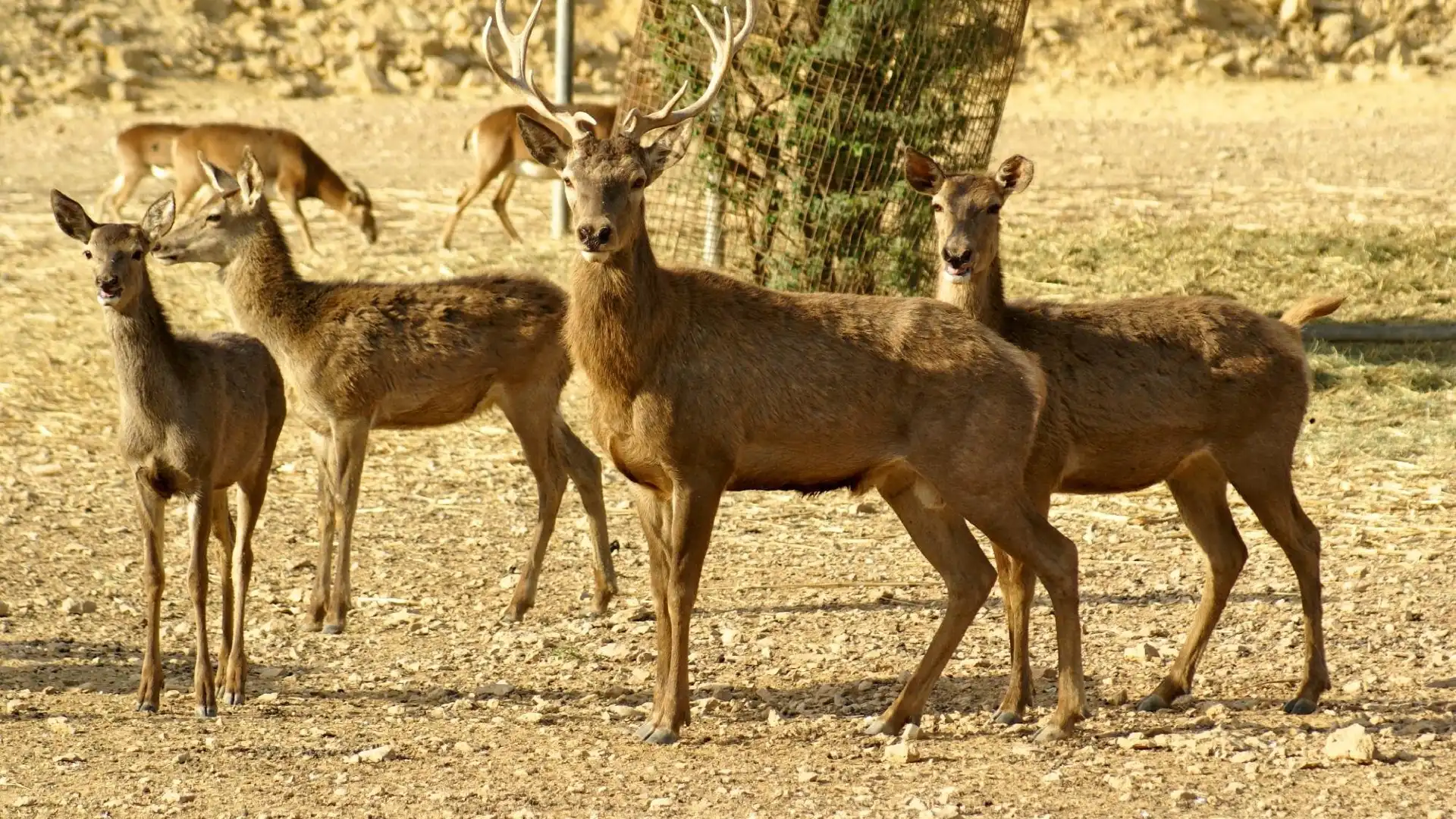 Hotels near Safari Park