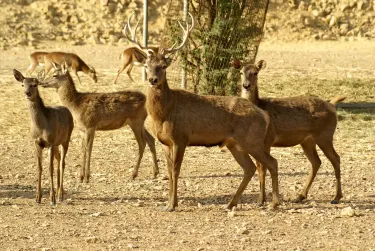 Safari Park