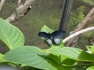 Butterfly Pavilion