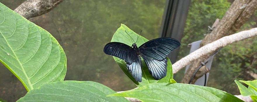 Butterfly Pavilion