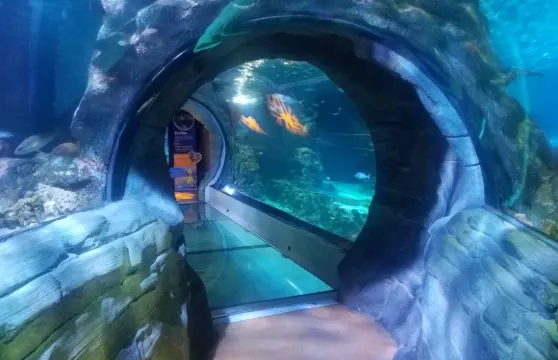 SEA LIFE Arizona Aquarium門票小童