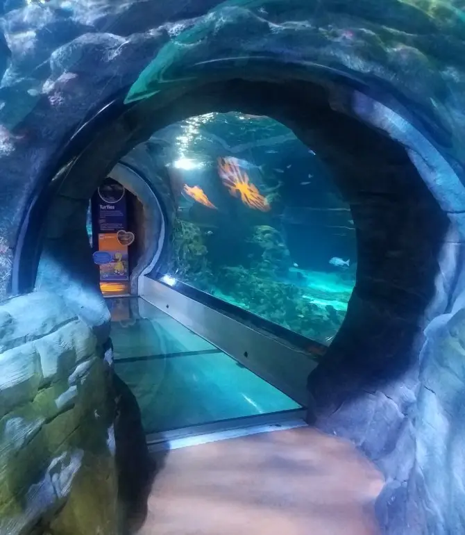 템피