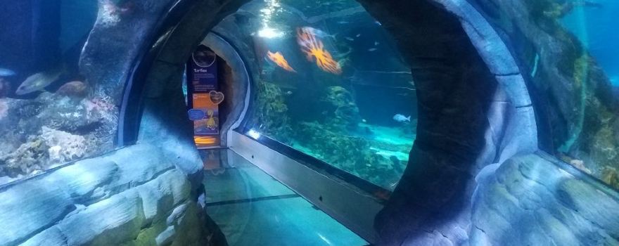 SEA LIFE Arizona Aquarium