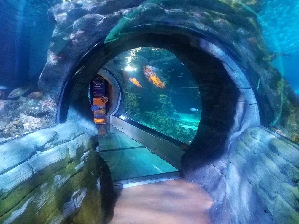 SEA LIFE Arizona Aquarium