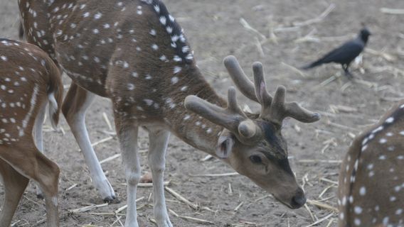 Kamla Nehru Zoological Garden