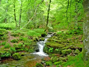 Selva de Irati