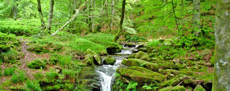 Selva de Irati