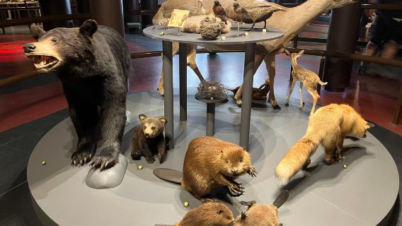 Musée de la nature et des sciences de Sherbrooke