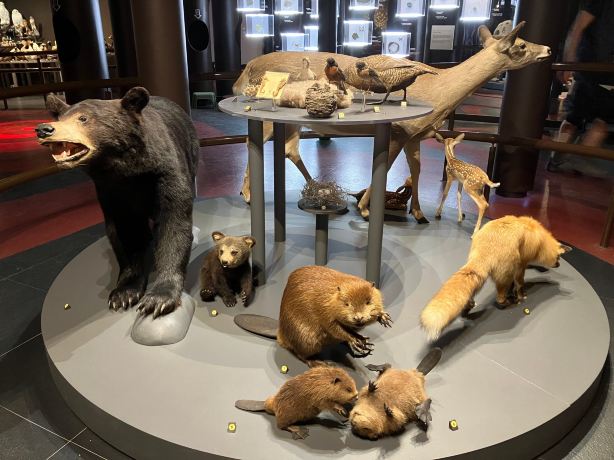 Musée de la nature et des sciences de Sherbrooke