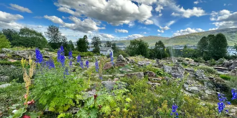 特羅姆瑟植物園