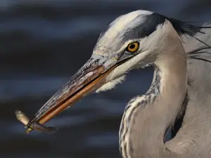Edwin B. Forsythe National Wildlife Refuge