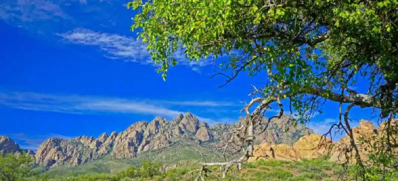 Comfort Suites properties in Dona Ana County