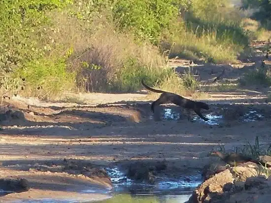 Hotels near Kaa-Iya National Park