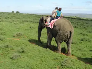 Kwantu Elephant Sanctuary