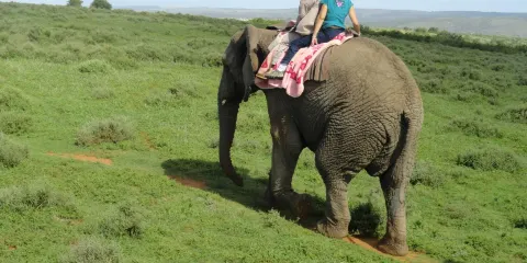 Kwantu Elephant Sanctuary