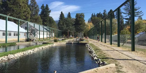 Mount Shasta Fish Hatchery