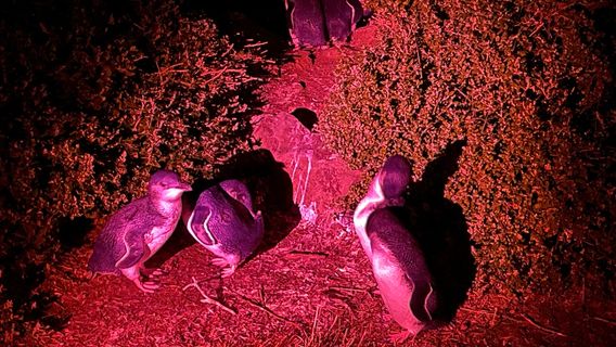 Little Penguin Observation Centre