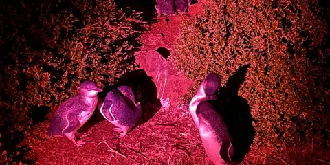 Little Penguin Observation Centre